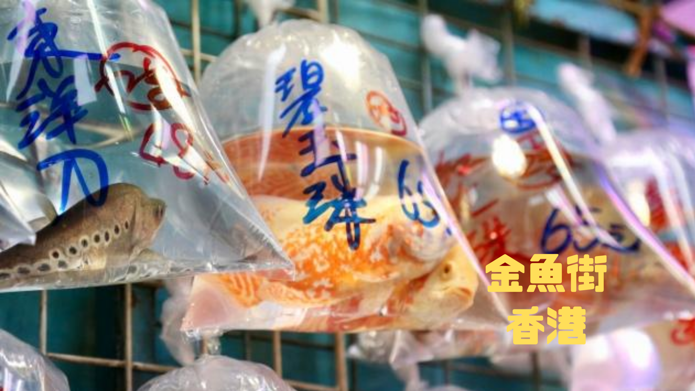 金魚街｜香港｜中国【金運スポット】