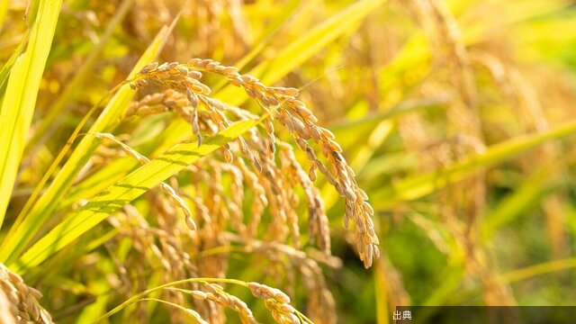 [衝撃] 日本の食料自給率が低い理由
