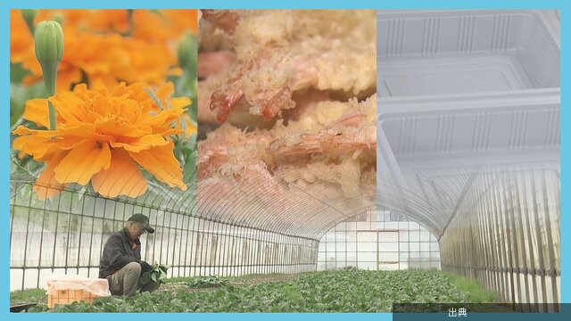 [悲報] 原油高に「ナフサ不安」 農家では出荷をやめた花も